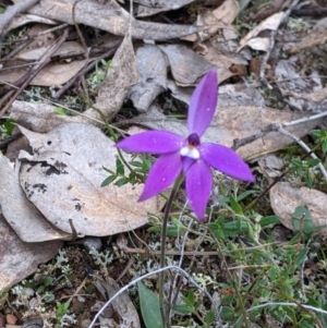 Glossodia major at Holbrook, NSW - suppressed