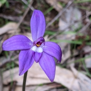 Glossodia major at Holbrook, NSW - 11 Sep 2022