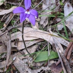 Glossodia major at Holbrook, NSW - suppressed