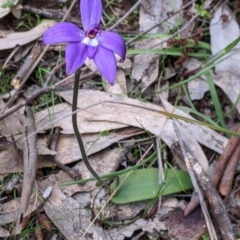 Glossodia major at Holbrook, NSW - 11 Sep 2022