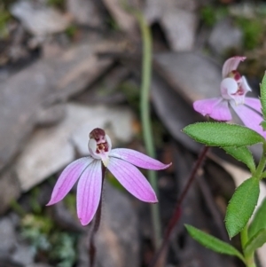 Caladenia fuscata at Holbrook, NSW - suppressed