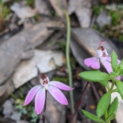 Caladenia fuscata at Holbrook, NSW - suppressed