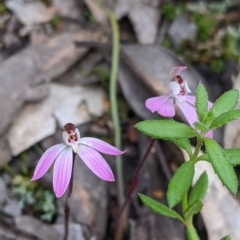 Caladenia fuscata at Holbrook, NSW - suppressed