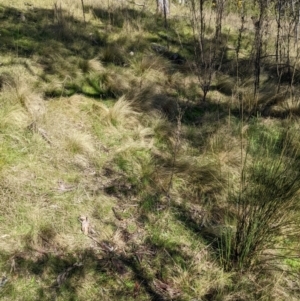 Nassella trichotoma at Hackett, ACT - 11 Sep 2022 02:54 PM