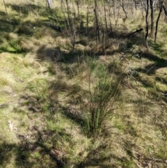 Nassella trichotoma at Hackett, ACT - 11 Sep 2022 02:54 PM