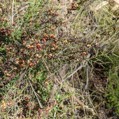 Daviesia genistifolia (Broom Bitter Pea) at Mount Majura - 11 Sep 2022 by abread111