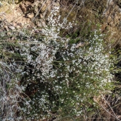 Cryptandra amara (Bitter Cryptandra) at Hackett, ACT - 11 Sep 2022 by abread111