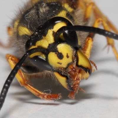 Vespula germanica (European wasp) at Evatt, ACT - 10 Sep 2022 by TimL