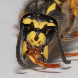 Vespula germanica at Evatt, ACT - 10 Sep 2022