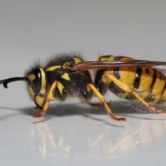 Vespula germanica at Evatt, ACT - 10 Sep 2022 05:00 PM