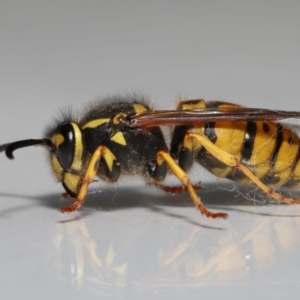 Vespula germanica at Evatt, ACT - 10 Sep 2022