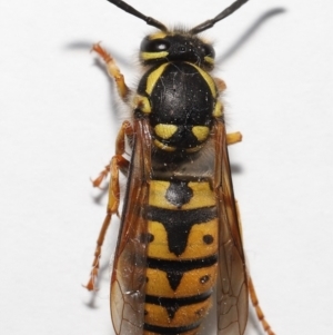 Vespula germanica at Evatt, ACT - 10 Sep 2022 05:00 PM