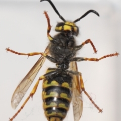 Vespula germanica at Evatt, ACT - 10 Sep 2022