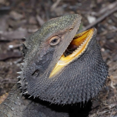 Pogona barbata (Eastern Bearded Dragon) at Acton, ACT - 11 Sep 2022 by TimL