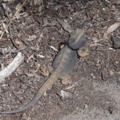 Pogona barbata at Acton, ACT - suppressed