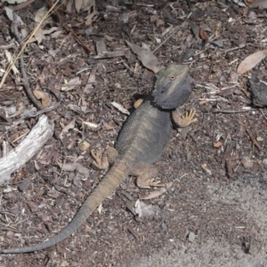 Pogona barbata at Acton, ACT - suppressed