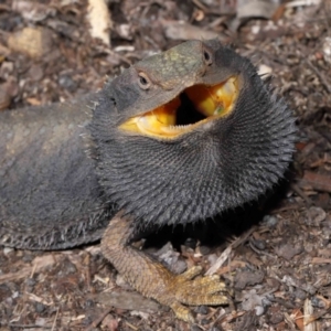 Pogona barbata at Acton, ACT - suppressed