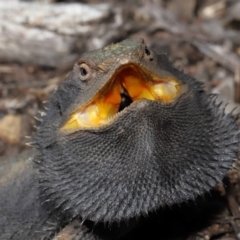 Pogona barbata at Acton, ACT - suppressed