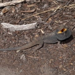 Pogona barbata at Acton, ACT - suppressed