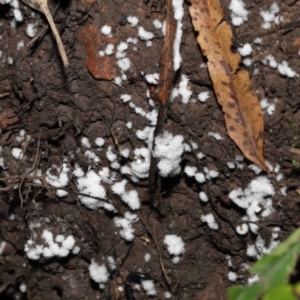 Chromelosporium/Ostracoderma sp. at Acton, ACT - 11 Sep 2022