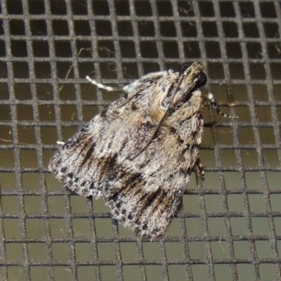 Spectrotrota fimbrialis (A Pyralid moth) at Pollinator-friendly garden Conder - 11 Jan 2018 by michaelb