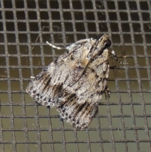 Spectrotrota fimbrialis at Conder, ACT - 12 Jan 2018