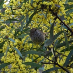 Acanthiza pusilla (Brown Thornbill) at Denman Prospect 2 Estate Deferred Area (Block 12) - 10 Sep 2022 by MatthewFrawley