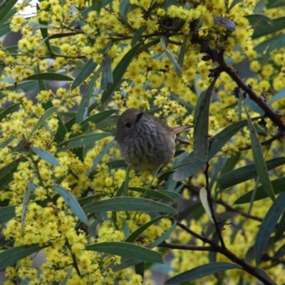 Acanthiza pusilla (Brown Thornbill) at Block 402 - 10 Sep 2022 by MatthewFrawley