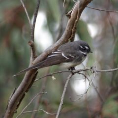 Rhipidura albiscapa (Grey Fantail) at Block 402 - 10 Sep 2022 by MatthewFrawley