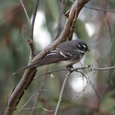 Rhipidura albiscapa (Grey Fantail) at Piney Ridge - 10 Sep 2022 by MatthewFrawley