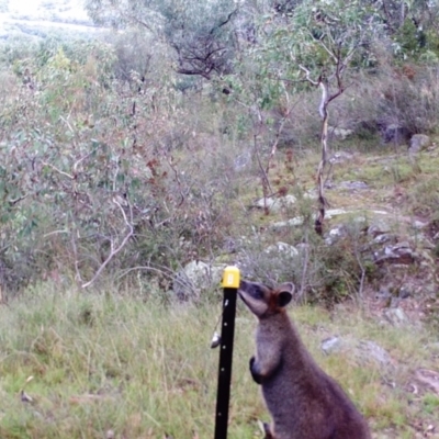 Wallabia bicolor (Swamp Wallaby) at Mount Taylor - 3 Apr 2022 by MountTaylorParkcareGroup