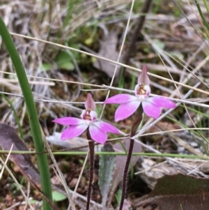 Caladenia fuscata at Hall, ACT - 12 Sep 2022