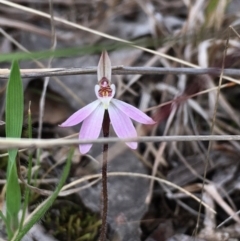 Caladenia fuscata at Hall, ACT - 12 Sep 2022