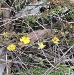 Hibbertia calycina (Lesser Guinea-flower) at Hall, ACT - 12 Sep 2022 by strigo