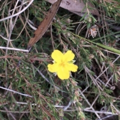 Hibbertia calycina at Hall, ACT - 12 Sep 2022