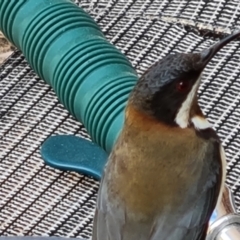 Acanthorhynchus tenuirostris (Eastern Spinebill) at Isaacs, ACT - 12 Sep 2022 by Mike