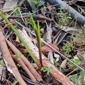 Diuris sp. at Jerrabomberra, ACT - suppressed