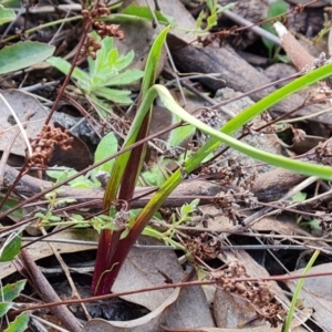 Diuris sp. at Jerrabomberra, ACT - suppressed