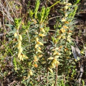 Melichrus urceolatus at Jerrabomberra, ACT - 12 Sep 2022