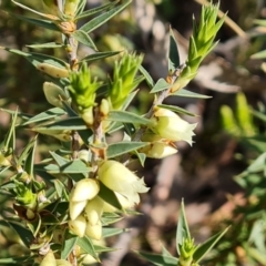 Melichrus urceolatus at Jerrabomberra, ACT - 12 Sep 2022