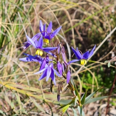 Stypandra glauca (Nodding Blue Lily) at Jerrabomberra, ACT - 12 Sep 2022 by Mike
