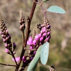 Indigofera australis subsp. australis (Australian Indigo) at Jerrabomberra, ACT - 12 Sep 2022 by Mike