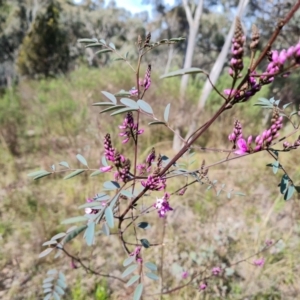 Indigofera australis subsp. australis at Jerrabomberra, ACT - 12 Sep 2022