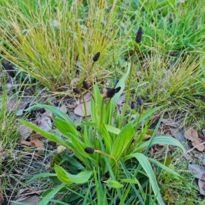 Plantago lanceolata (Ribwort Plantain, Lamb's Tongues) at Isaacs, ACT - 12 Sep 2022 by Mike