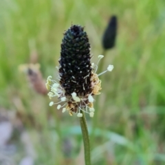 Plantago lanceolata at Isaacs, ACT - 12 Sep 2022 04:07 PM