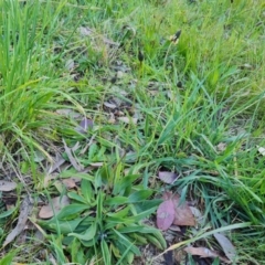 Plantago lanceolata at Isaacs, ACT - 12 Sep 2022 04:07 PM