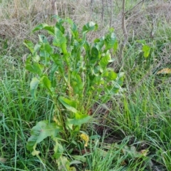 Rumex crispus (Curled Dock) at Isaacs, ACT - 12 Sep 2022 by Mike