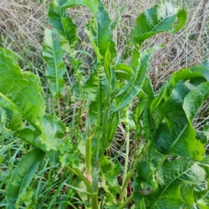 Rumex crispus at Isaacs, ACT - 12 Sep 2022 04:01 PM