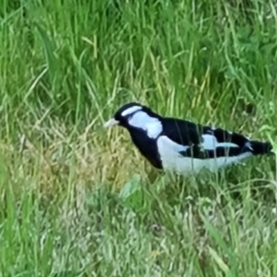 Grallina cyanoleuca (Magpie-lark) at Isaacs, ACT - 12 Sep 2022 by Mike