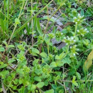 Stellaria media at Isaacs, ACT - 12 Sep 2022